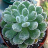 Echeveria pulvinata Echeveria (Эхеверия)