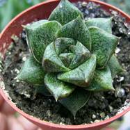 Echeveria purpusorum Bgr. Echeveria (Эхеверия)