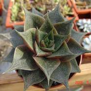 Echeveria purpusorum (other clone) Echeveria (Эхеверия)