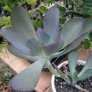Echeveria rubromarginata Echeveria (Эхеверия)
