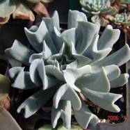 Echeveria runyonii Rose ex Walth. Echeveria (Эхеверия)