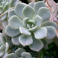 Echeveria sp. Echeveria (Эхеверия)