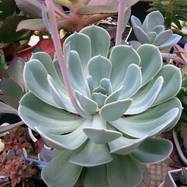 Echeveria secunda var.glauca Echeveria (Эхеверия)