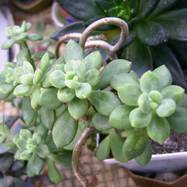 Echeveria sedoides E.Walth. Echeveria (Эхеверия)