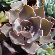 Echeveria shaviana x strictiflora Echeveria (Эхеверия)