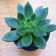 Echeveria scaphylla Echeveria (Эхеверия)