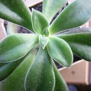 Echeveria sp. Echeveria (Эхеверия)