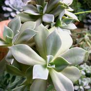 Echeveria sp. Echeveria (Эхеверия)