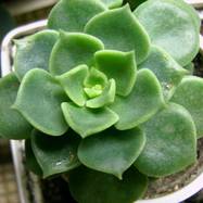 Echeveria sp. Echeveria (Эхеверия)