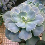 Echeveria glauca Bak. Echeveria (Эхеверия)