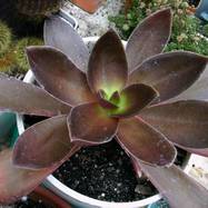 Echeveria atropurpurea Bak. Echeveria (Эхеверия)