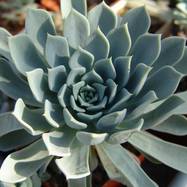 Echeveria pittieri Echeveria (Эхеверия)