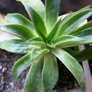 Echeveria lutea Echeveria (Эхеверия)