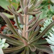Echeveria tenuifolia ? Echeveria (Эхеверия)