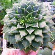 Echeveria agavoides x purpusorum Echeveria (Эхеверия)