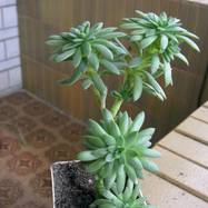 Echeveria sp. Echeveria (Эхеверия)