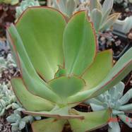 Echeveria gigantea Rose et Purp. Echeveria (Эхеверия)