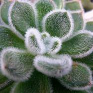 Echeveria sp. Echeveria (Эхеверия)
