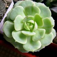 Echeveria derenbergii Echeveria (Эхеверия)