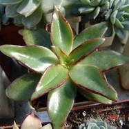 Echeveria strictiflora Echeveria (Эхеверия)