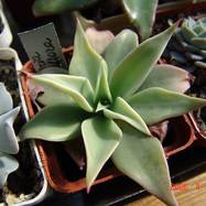 Echeveria strictiflora Echeveria (Эхеверия)