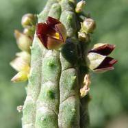 Echidnopsis cereiformis var.brunnea Echidnopsis (Эхиднопсис)