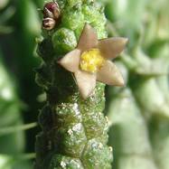 Echidnopsis leachii Echidnopsis (Эхиднопсис)