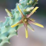 Echidnopsis montana Echidnopsis (Эхиднопсис)
