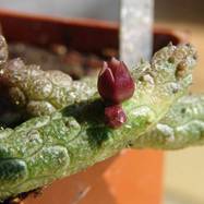 Echidnopsis nubica (?) Echidnopsis (Эхиднопсис)