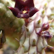 Echidnopsis repens Echidnopsis (Эхиднопсис)