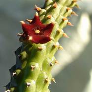 Echidnopsis repens P.Pavelka Echidnopsis (Эхиднопсис)
