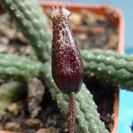 Echidnopsis squamulata Echidnopsis (Эхиднопсис)