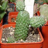 Echidnopsis urceolata Echidnopsis (Эхиднопсис)
