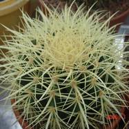 Echinocactus grusonii  Echinocactus