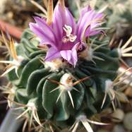 Echinofossulocactus lloydii  Echinofossulocactus