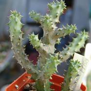 Edithcolea grandis Edithcolea (Эдитколея)
