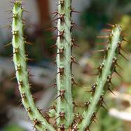 Euphorbia aeruginosa Euphorbia (Эуфорбия)