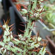 Euphorbia aeruginosa 'Limpopo' Euphorbia (Эуфорбия)