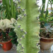 Euphorbia ammak var.variegata Euphorbia (Эуфорбия)