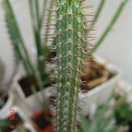 Euphorbia baioensis Euphorbia (Эуфорбия)