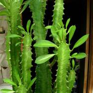 Euphorbia candelabris Euphorbia (Эуфорбия)