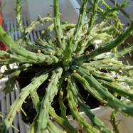 Euphorbia pugniformis Euphorbia (Эуфорбия)