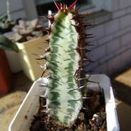 Euphorbia confinalis Euphorbia (Эуфорбия)