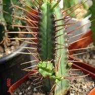 Euphorbia enopla Euphorbia (Эуфорбия)