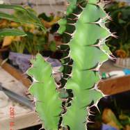 Euphorbia grandicornis Euphorbia (Эуфорбия)