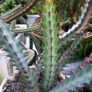 Euphorbia greenwayi Euphorbia (Эуфорбия)