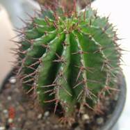 Euphorbia horrida Euphorbia (Эуфорбия)