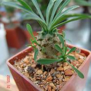Euphorbia juglans Euphorbia (Эуфорбия)