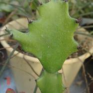 Euphorbia lactea Euphorbia (Эуфорбия)