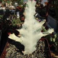Euphorbia lactea var.variegata Euphorbia (Эуфорбия)